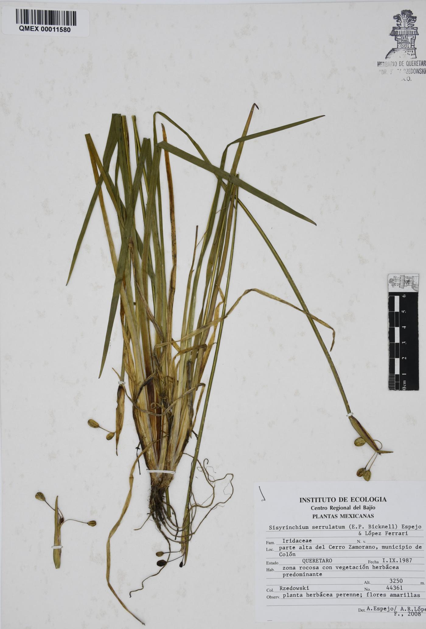 Sisyrinchium serrulatum image